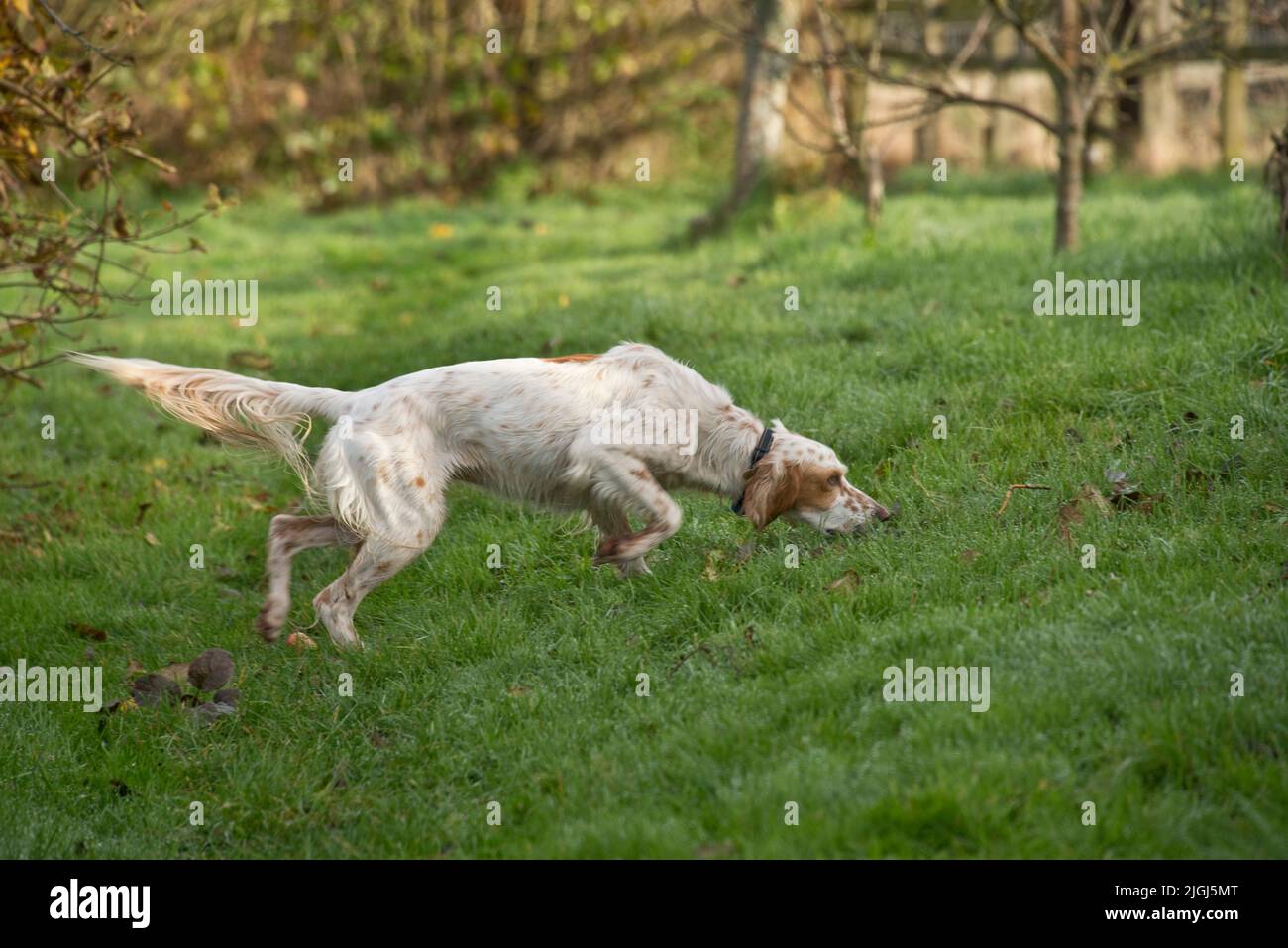 English setter dog with her nose down smelling the grass for game or prey, body tense and tail wagging, Berkshire, November Stock Photo