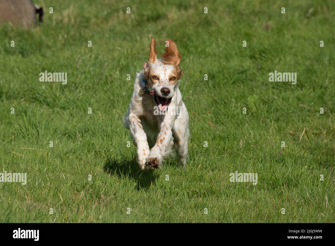 English setter dog running towards the camera with eyes focussed intently and ears thrown up and forelegs out, Berkshire, August Stock Photo