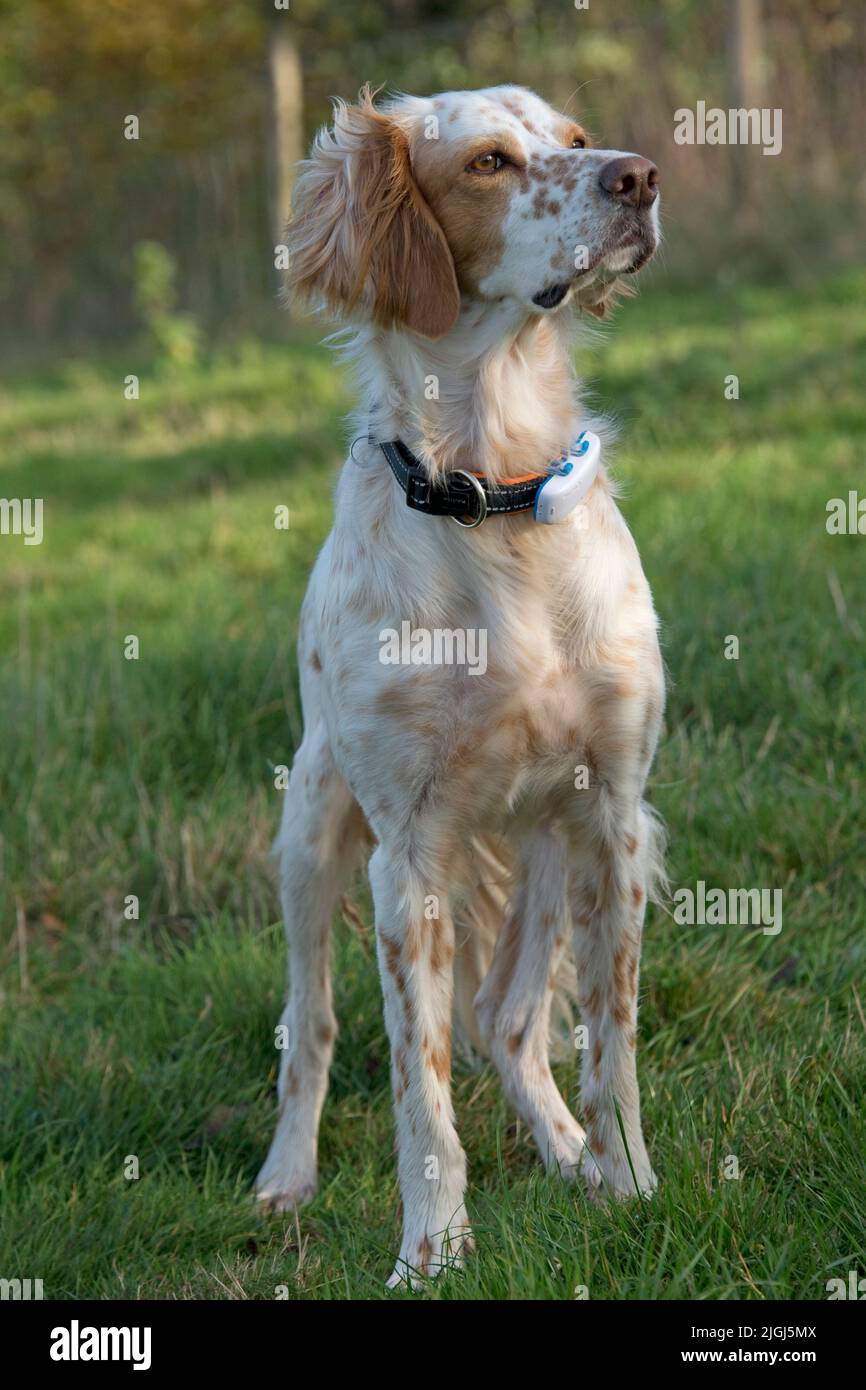 English setter dog standing in a field looking intently and slightly upward to her left as if sighting game or prey, Berkshire, November Stock Photo