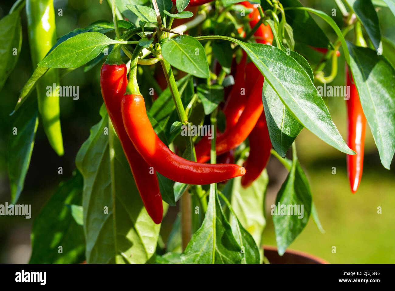 Chili peppers (also chile, chile pepper, chilli pepper, or chilli