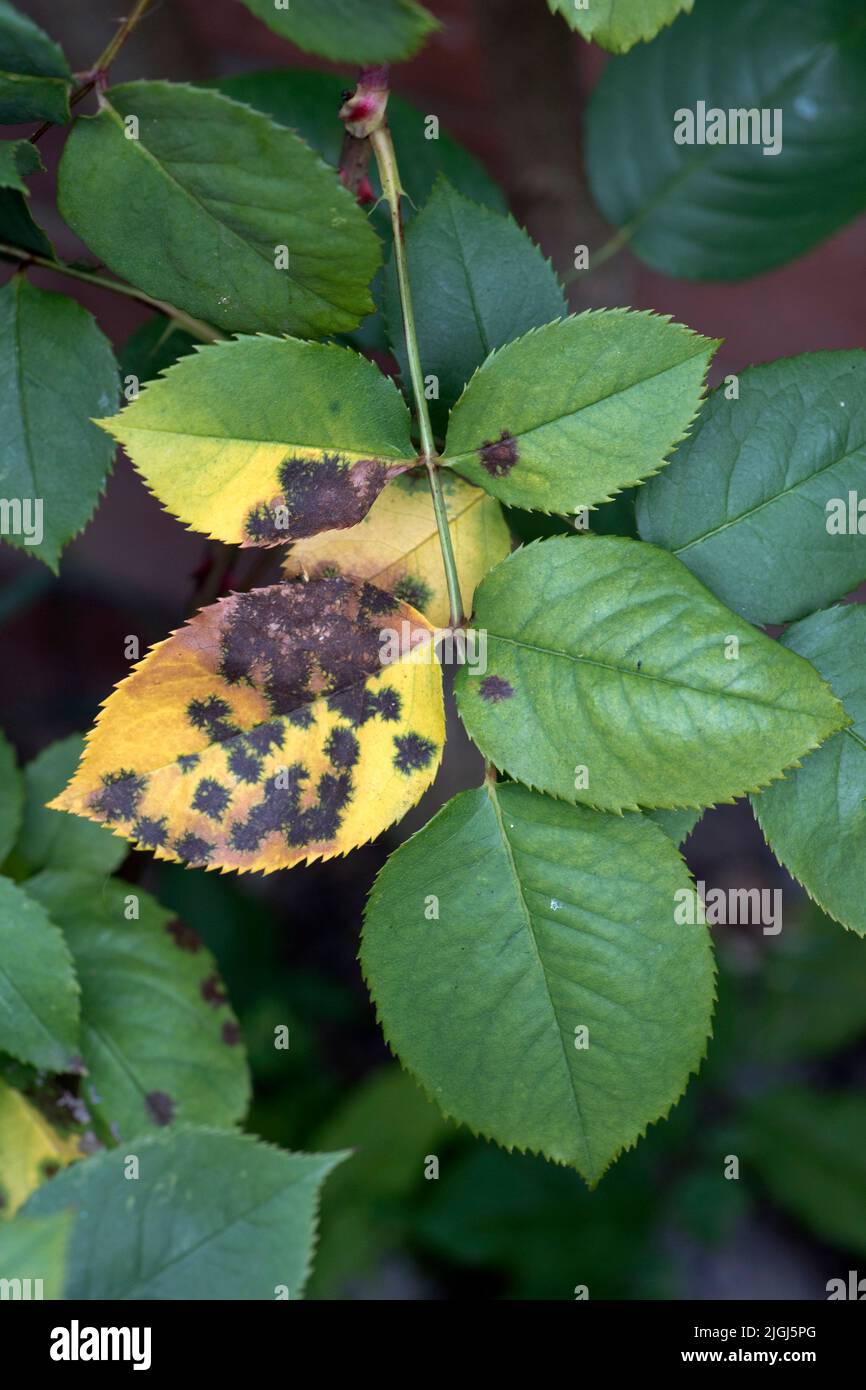 Rose black spot (Diplocarpon rosae) discreet circular spots of fungal disease with irregular edges on the leaves of an ornamental garden rose, Berkshi Stock Photo