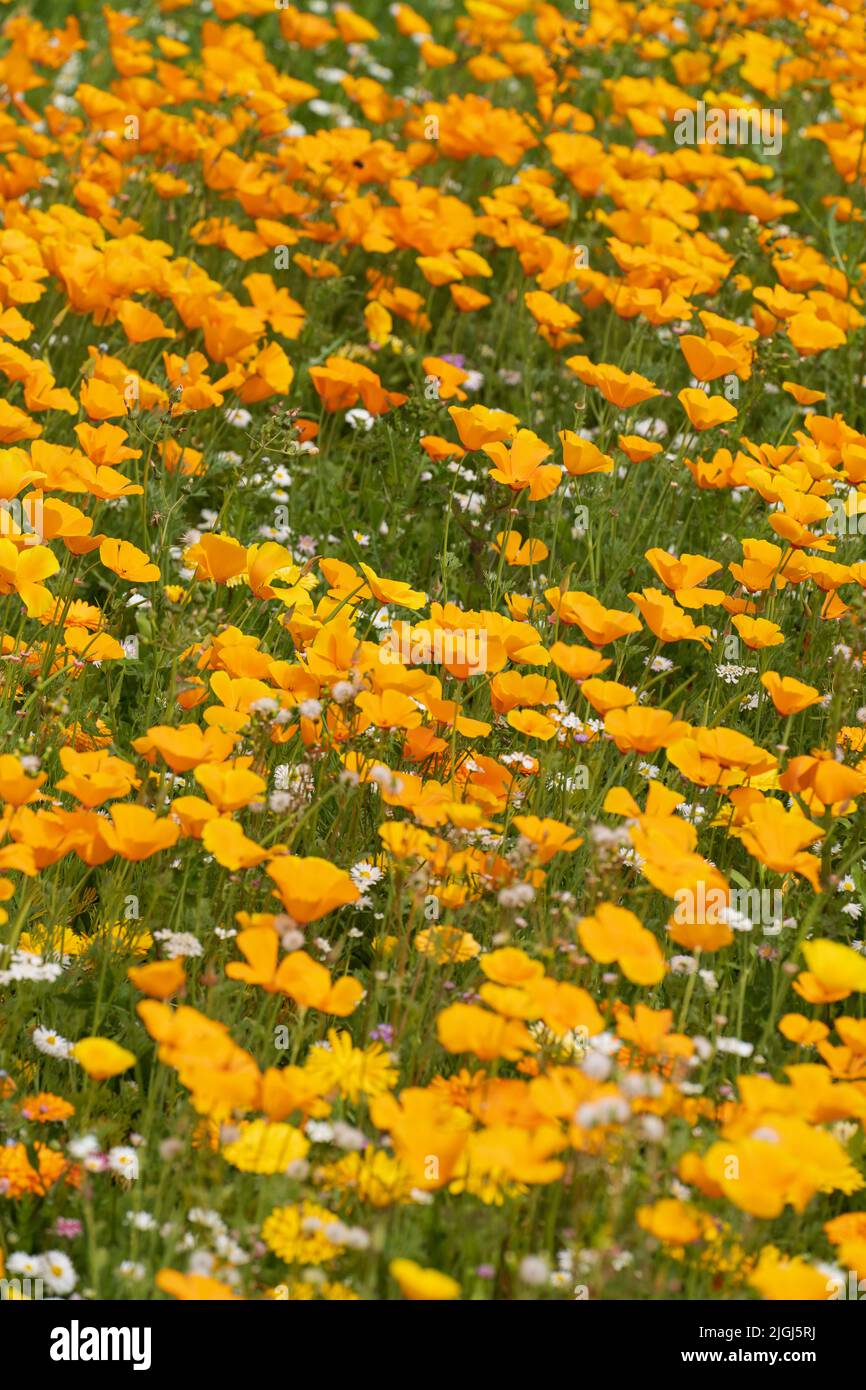 Trial wildflower planting on uncultivated common land in Kelso, Scotland, organised by Scottish Borders Council. California poppies. Stock Photo