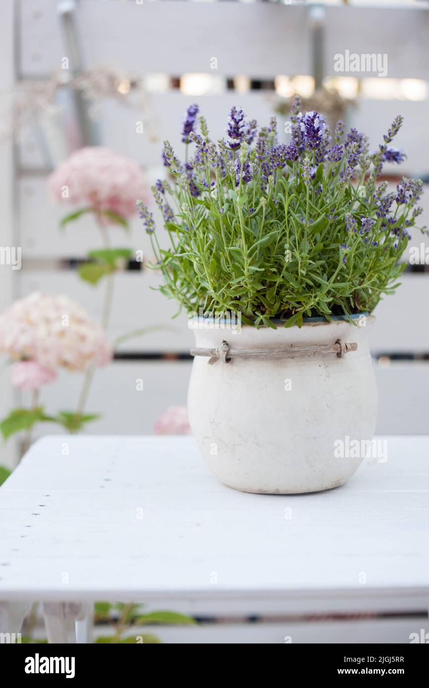 balcony decoration: flowering lavander in a rustic ceramic pot on a white, wooden table Stock Photo