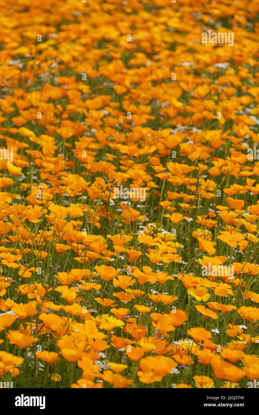 Trial wildflower planting on uncultivated common land in Kelso, Scotland, organised by Scottish Borders Council. California poppies. Stock Photo