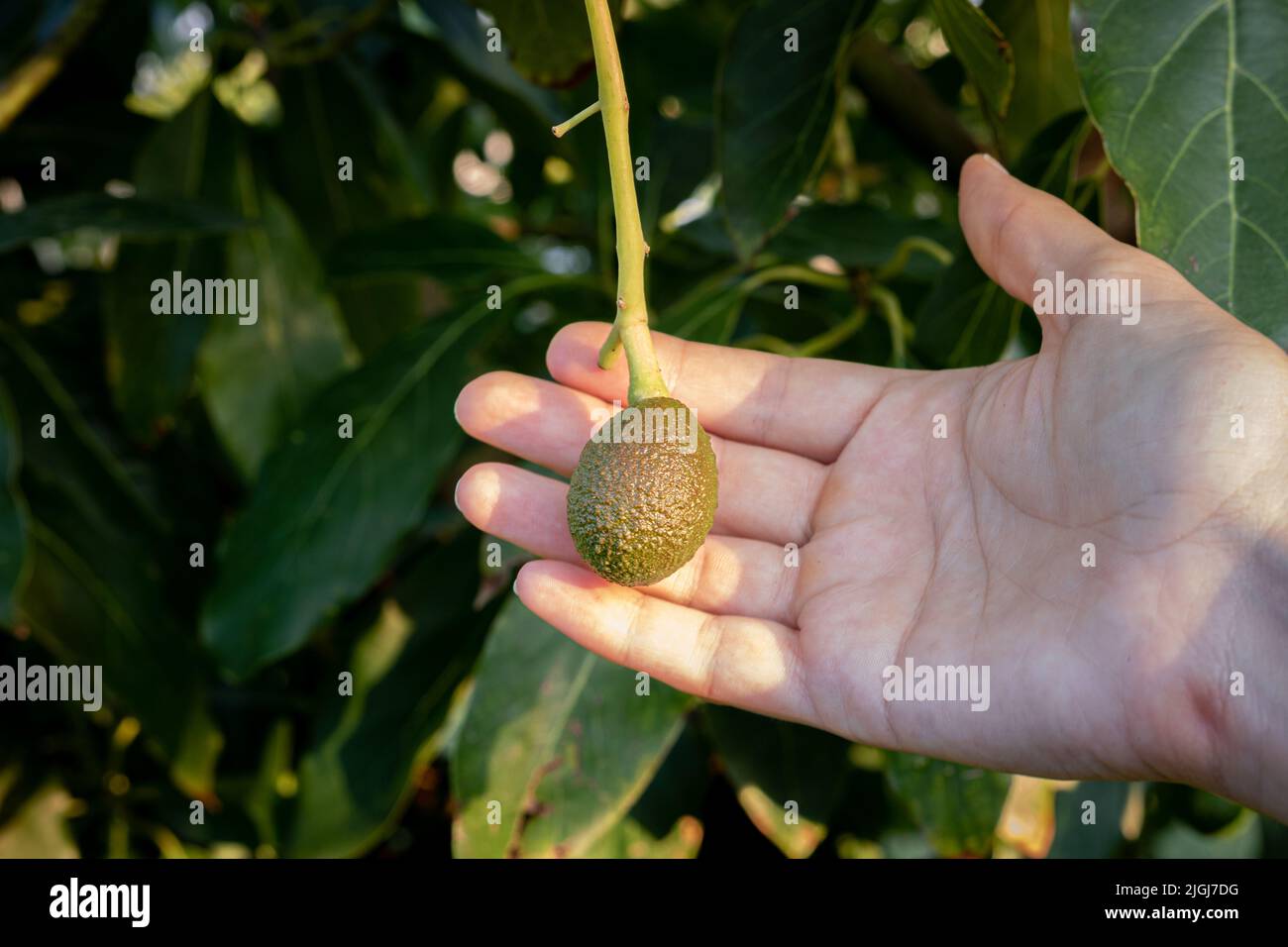 Close-up of farmer's hand and a young hass avocado hanging on a tree in the orchard with natural sunlight Stock Photo