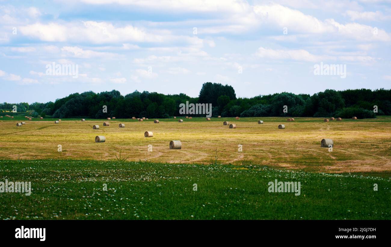 Summer rural landscape. View of a field with bales of cut hay Stock ...