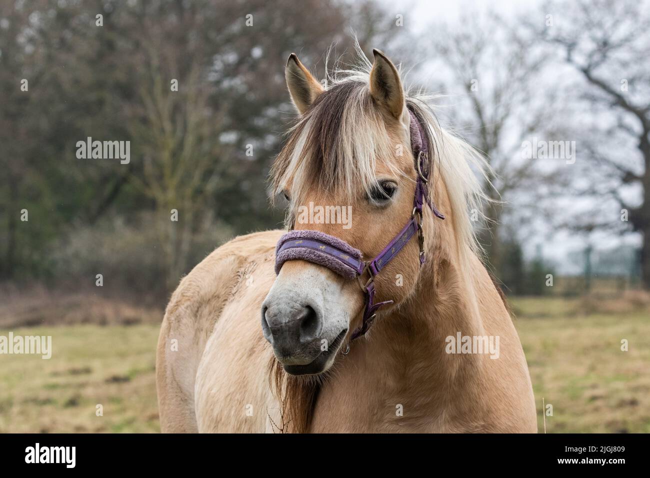Dun horse color hi-res stock photography and images - Alamy