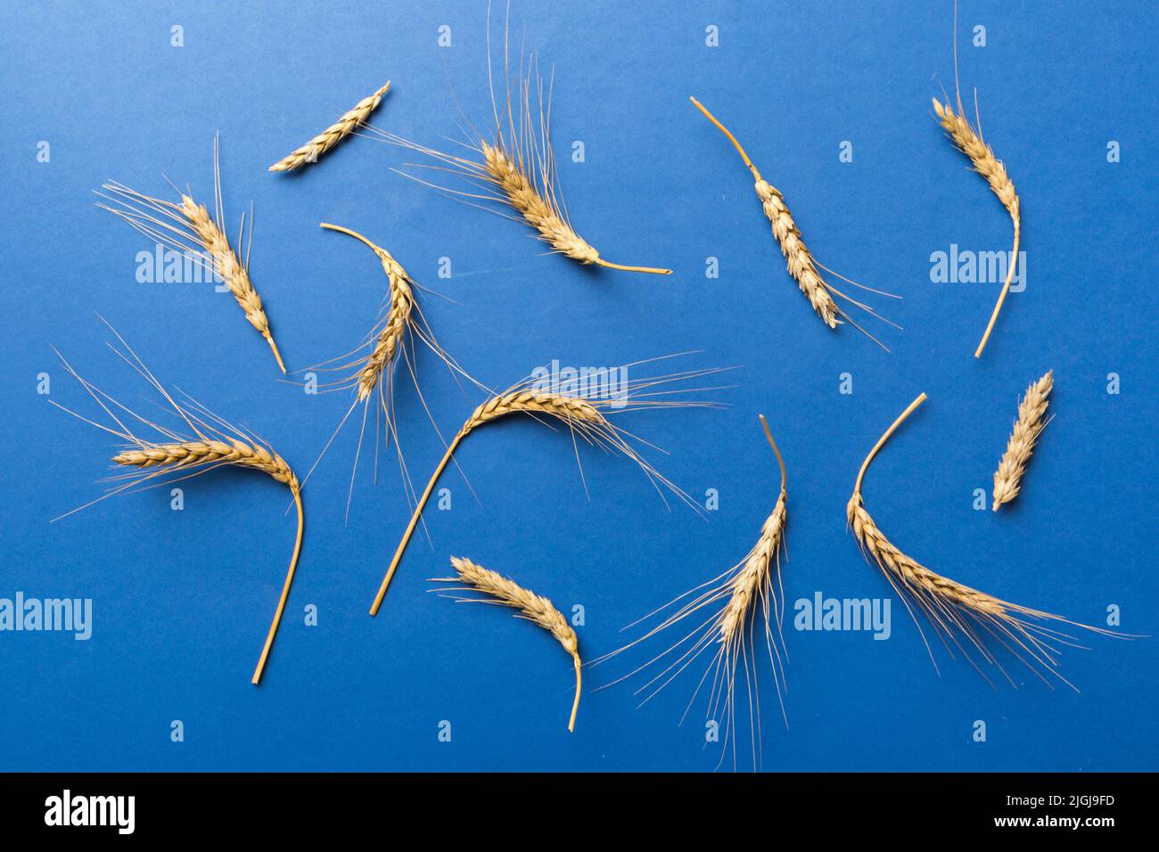 Sheaf of wheat ears close up and seeds on colored background. Natural