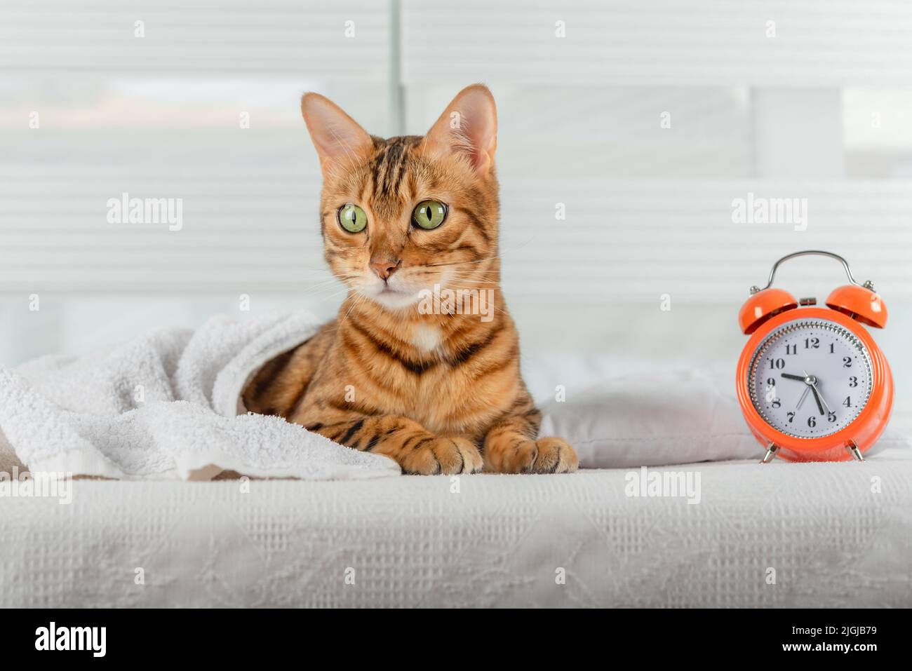 The cat sleeps on the bed and wakes up with an alarm clock. Healthy