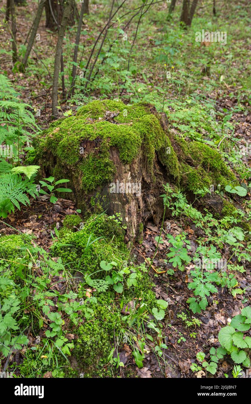 A mossy trunk in a dense old forest in a remote area on a summer day. Stock Photo