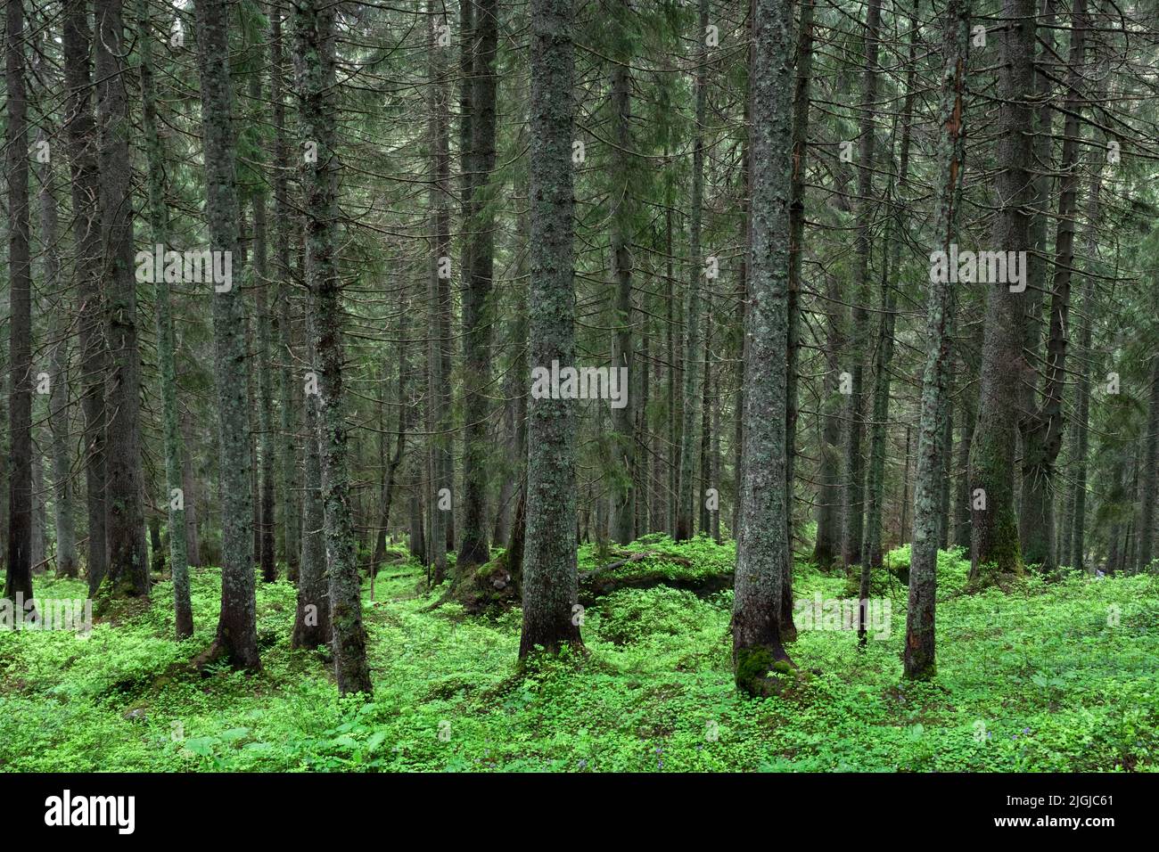 Beautiful summer evergreen forest with pine trees and lush grass. Nature background, landscape photography Stock Photo