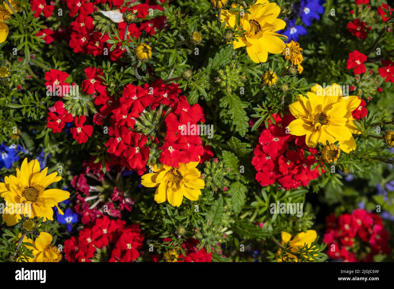 Modern garden flowers hi-res stock photography and images - Alamy