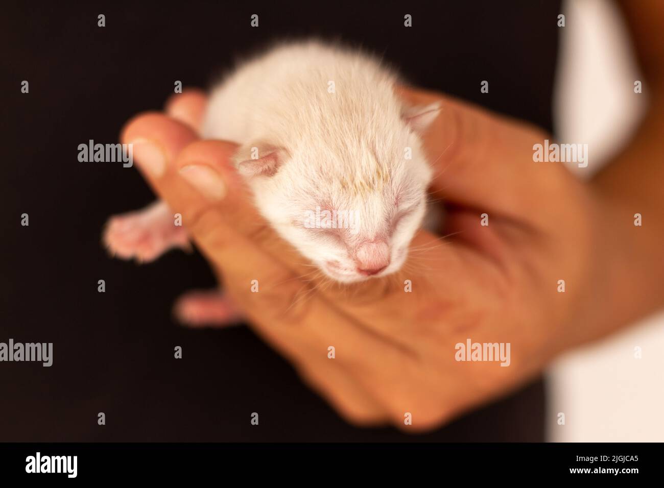 Small newborn cat held by the hand of a man dressed in black. Concept of frailty in newborns. Stock Photo