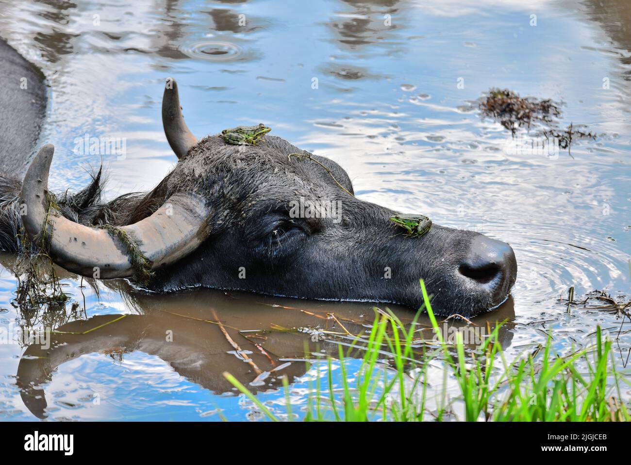 Water buffalo head with frogs Stock Photo Alamy