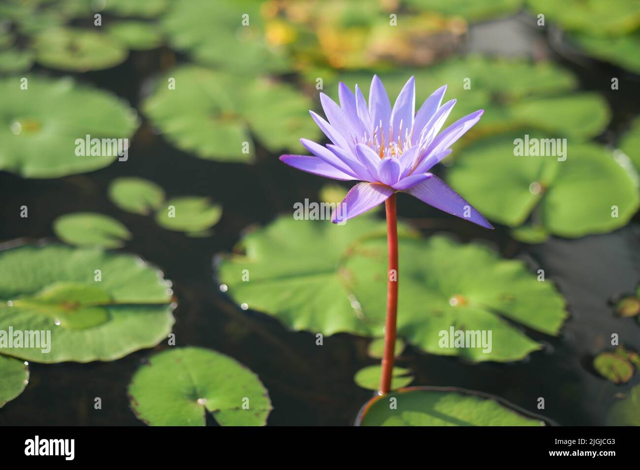 purple color water lily or lotus flower Stock Photo - Alamy