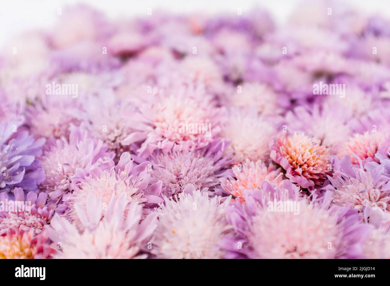 Delicate aster background, romantic flower placer Stock Photo - Alamy