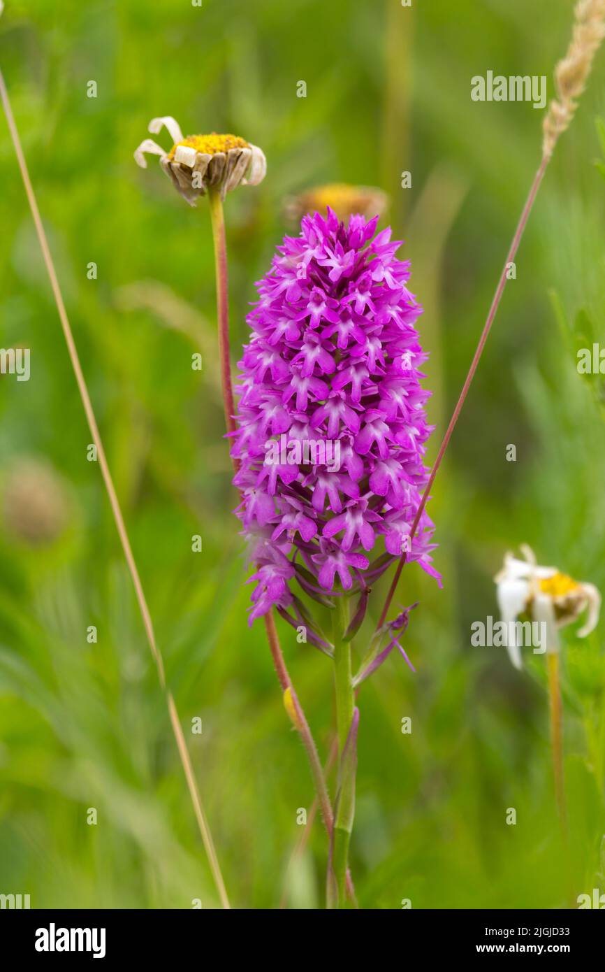 Pyramid orchid (anacamptis pyramidalis) spike of flowers purple pink wild plant longer variant with six petals per flower upper petals form a hood Stock Photo