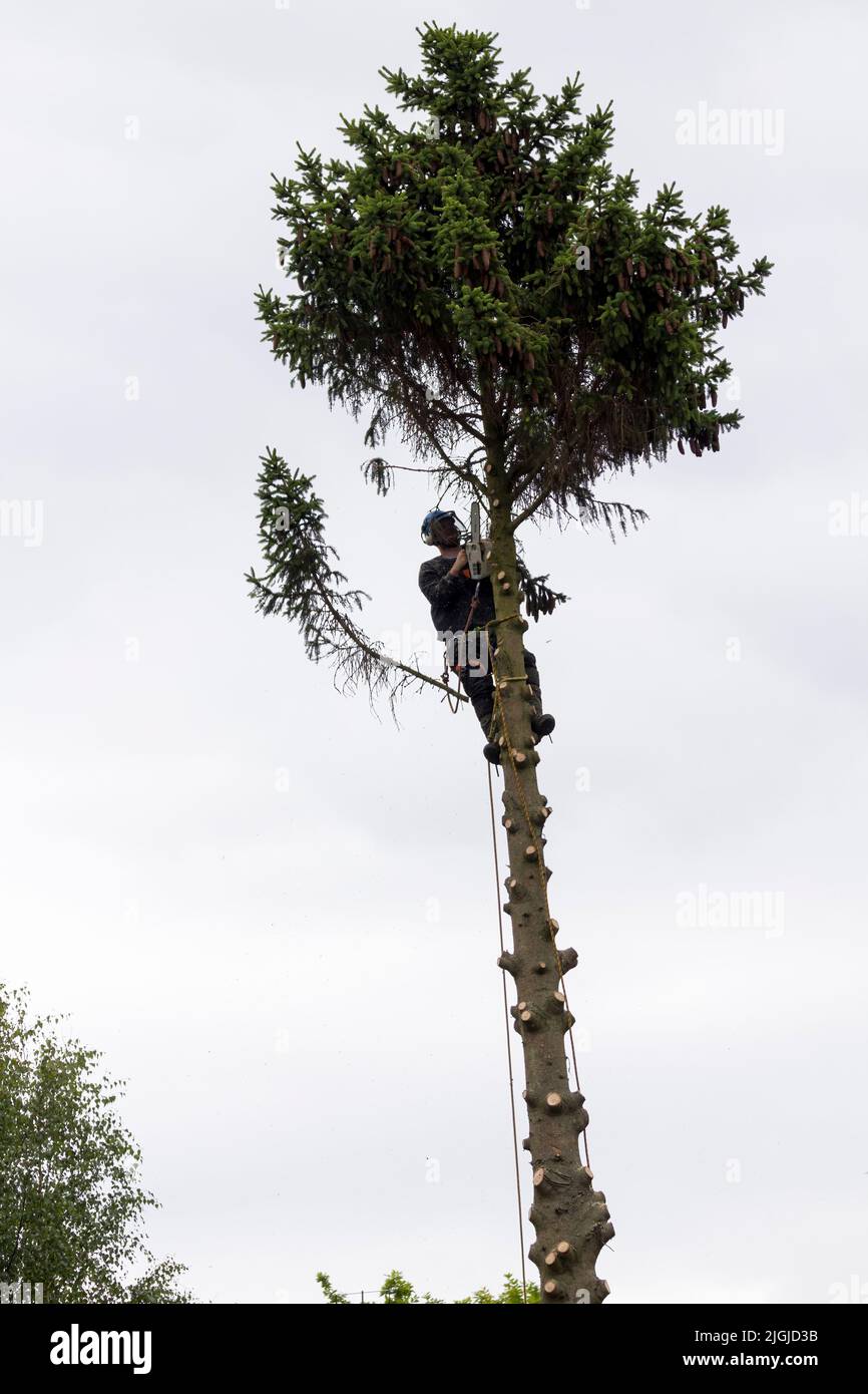 Tree surgeon at work (1 of 5 pics) trimming branches off pine tree, felling top section then trunk with petrol chain saw ropes and protective clothing Stock Photo