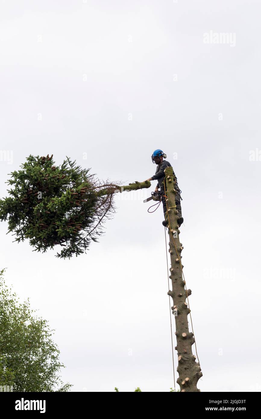 Tree surgeon at work (1 of 5 pics) trimming branches off pine tree, felling top section then trunk with petrol chain saw ropes and protective clothing Stock Photo