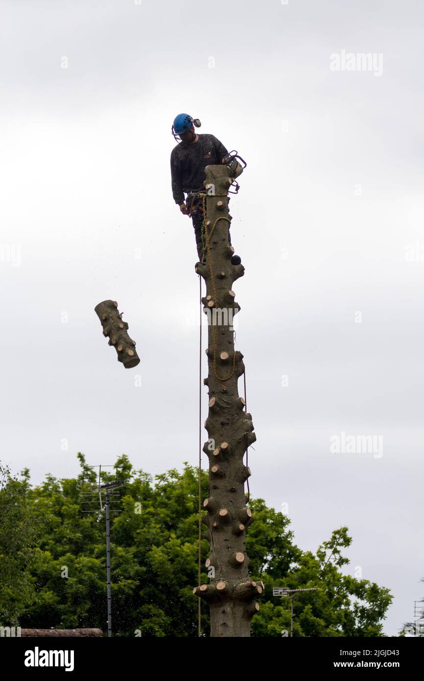 Tree surgeon at work (1 of 5 pics) trimming branches off pine tree