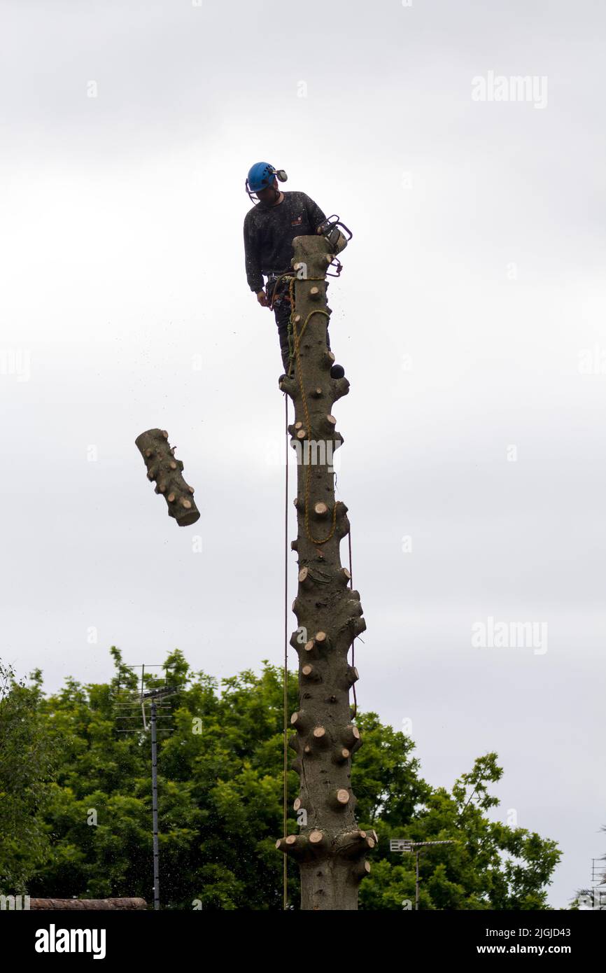 Tree surgeon at work (1 of 5 pics) trimming branches off pine tree, felling top section then trunk with petrol chain saw ropes and protective clothing Stock Photo