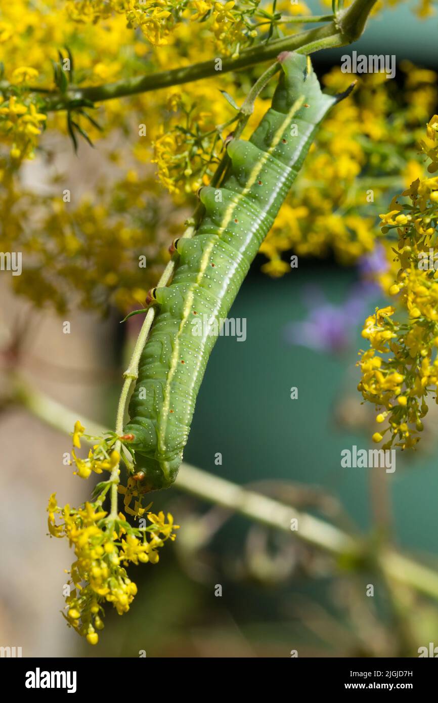 Humming bird hawk moth caterpillar (macroglossom stellatarum) feeding on  yellow hedge bedstraw (galium mollugo) green with lines spots horn red feet Stock Photo