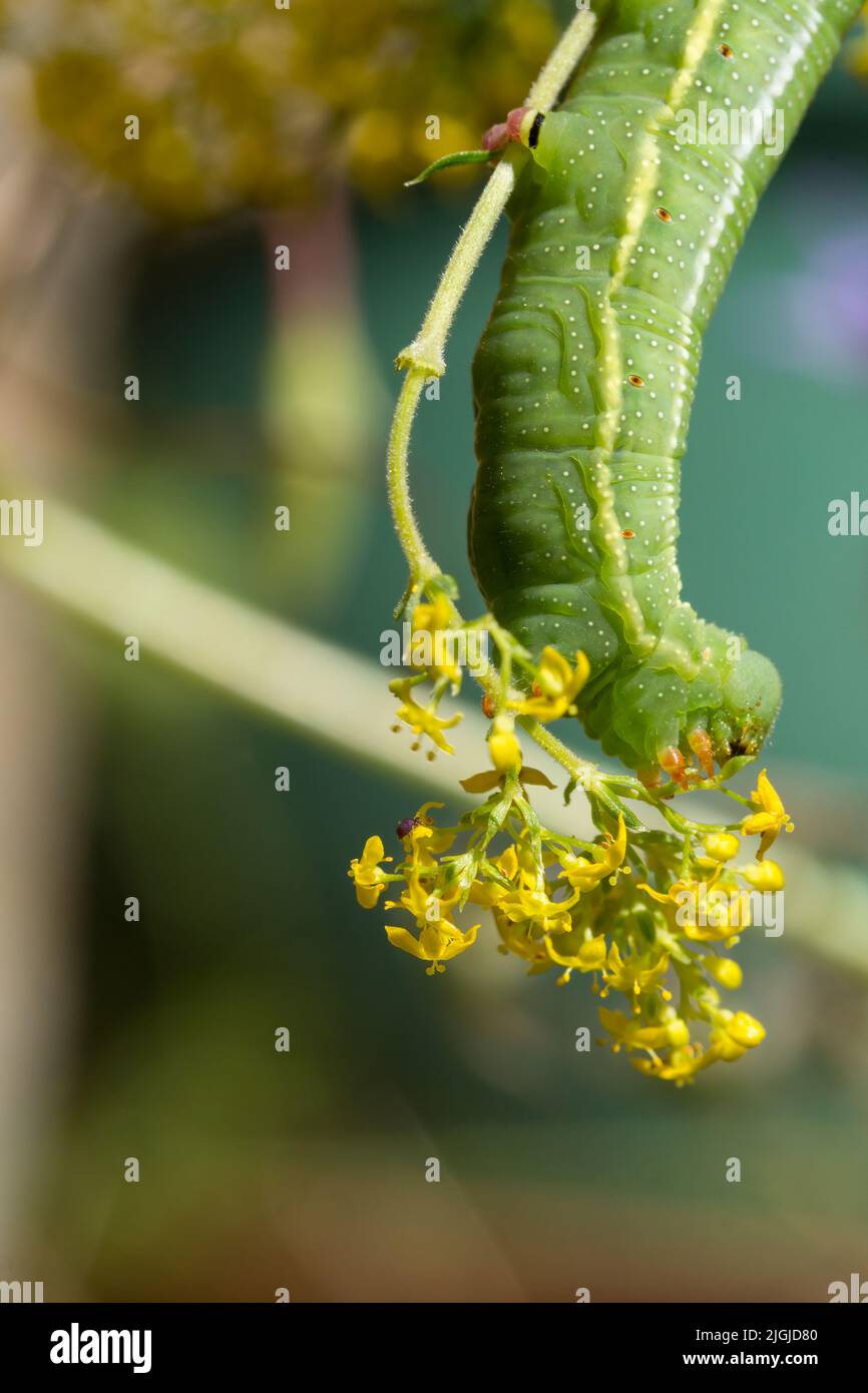 Humming bird hawk moth caterpillar (macroglossom stellatarum) feeding on  yellow hedge bedstraw (galium mollugo) green with lines spots horn red feet Stock Photo