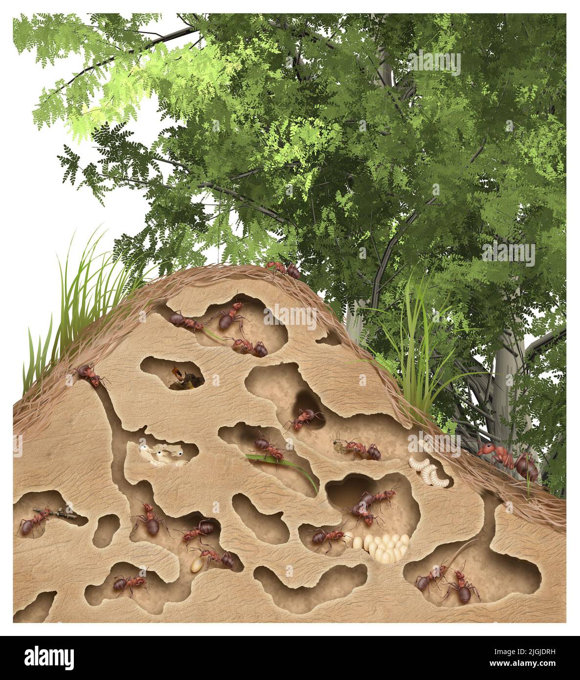 Anthill cross section in forest, illustration Stock Photo