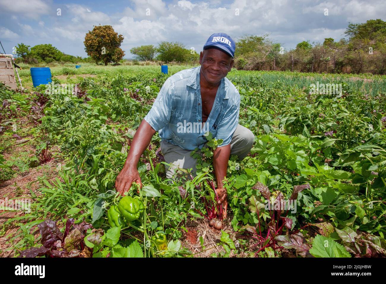 Jamaica,a farmer in the south shows the beetroot and green pepper on his land Stock Photo Alamy