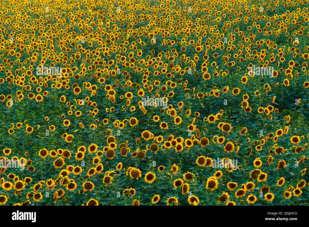 Sunflower field at sunset time Stock Photo - Alamy