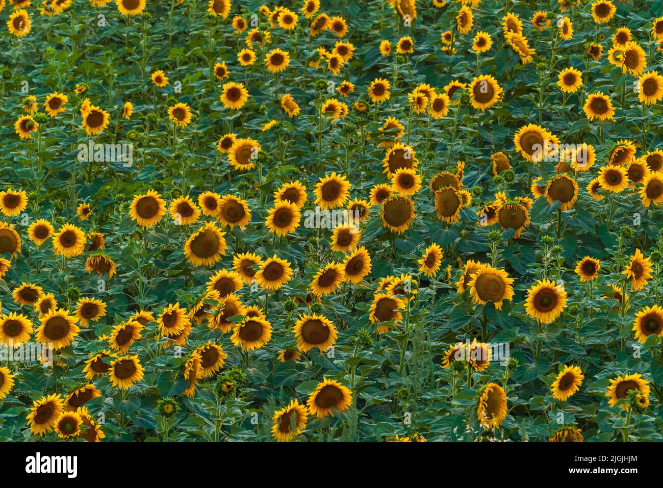 Sunflower field at sunset time Stock Photo - Alamy