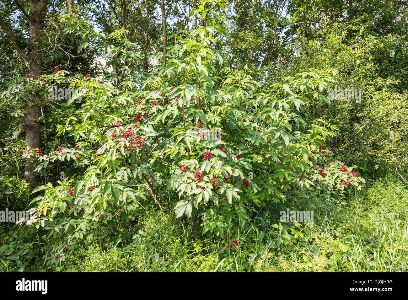 Close up of a Red-berried Elder, Sambucus racemosa, standing in forest edge with fresh green compound leaves and clusters of bright red colored berrie Stock Photo