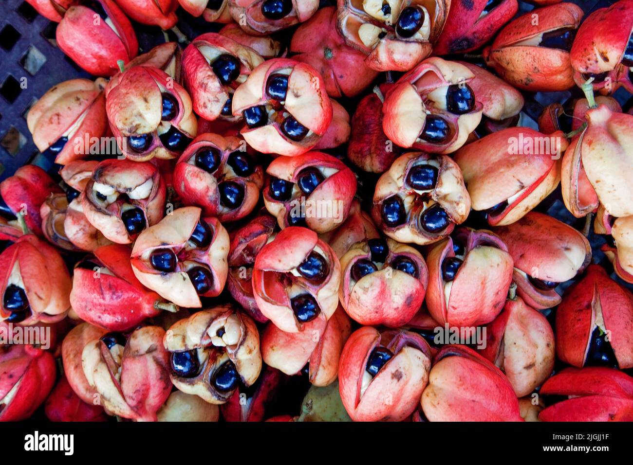 Jamaica, Ocho Rios, Ackee fruit is sold on the market. Ackee is the national fruit used as ingredient in the national dish saltfish. The ackee, also k Stock Photo