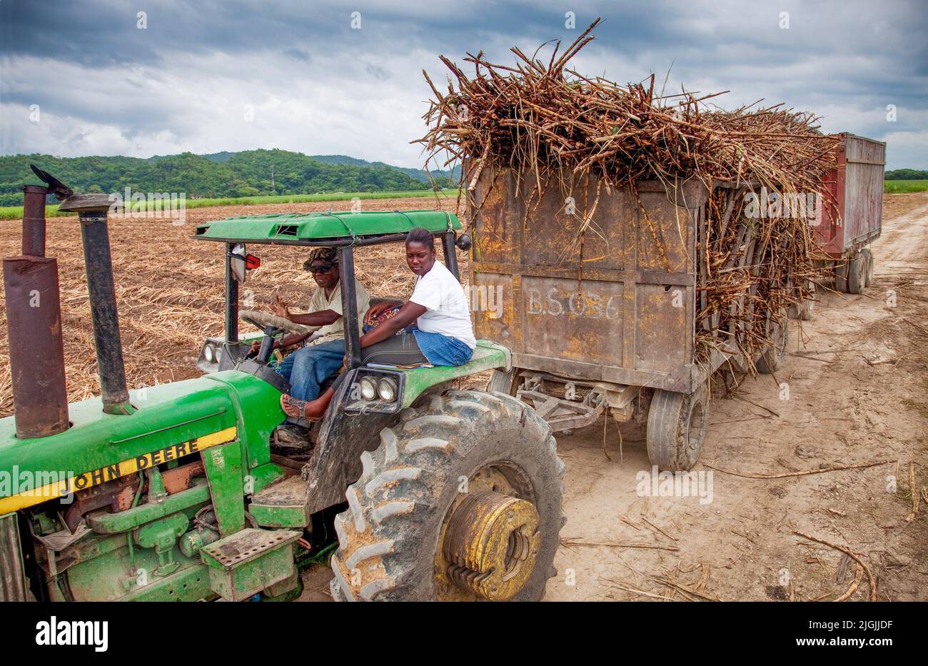Jamaica, in the west of the  country there are many sugar plantations. From the 17th century the colonials brought in sugar to be grown and harvested Stock Photo