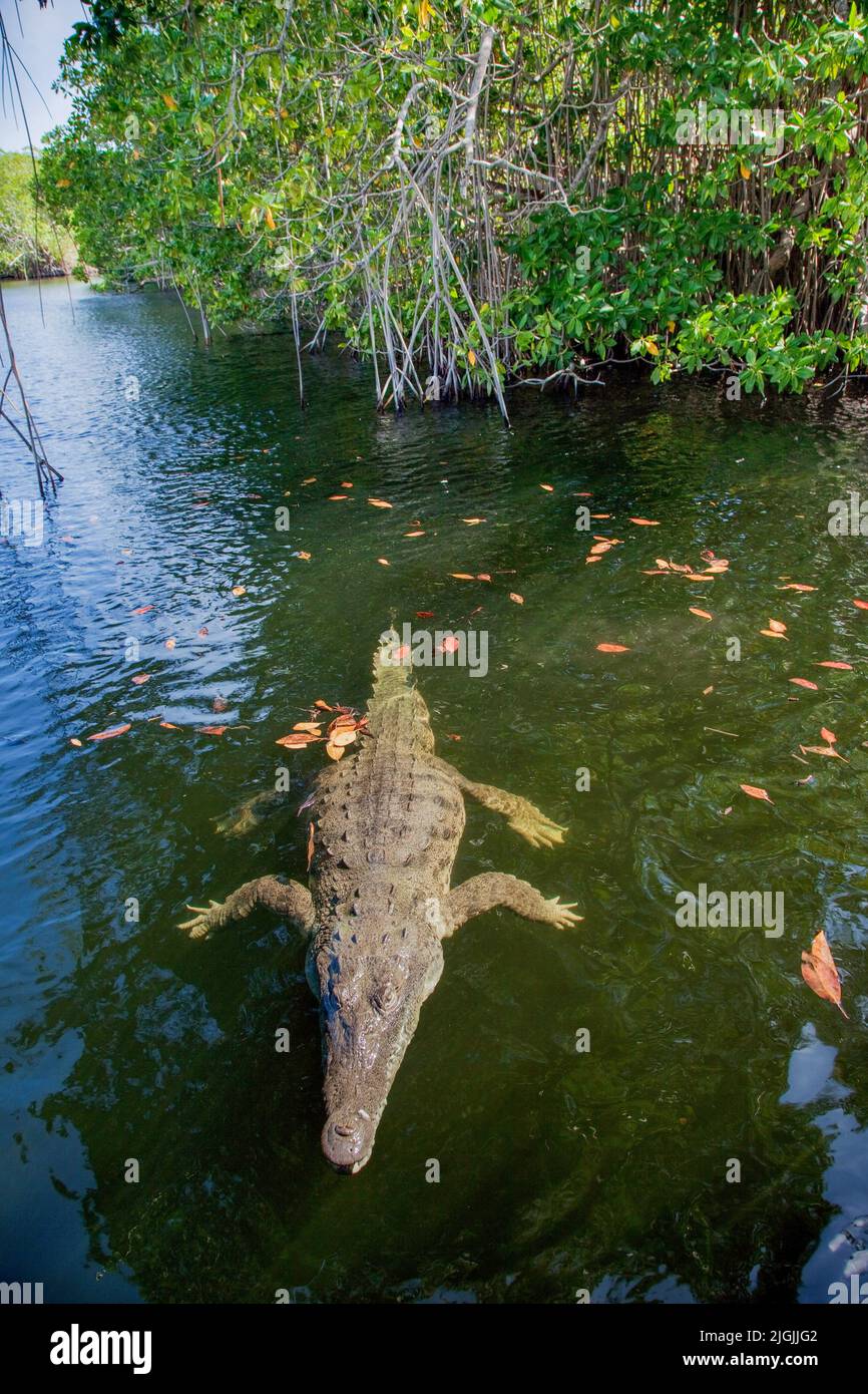 Jamaica, the Black River is a river through the largest wetlands of the country where many birds live and where crocodiles have their territories. Tou Stock Photo