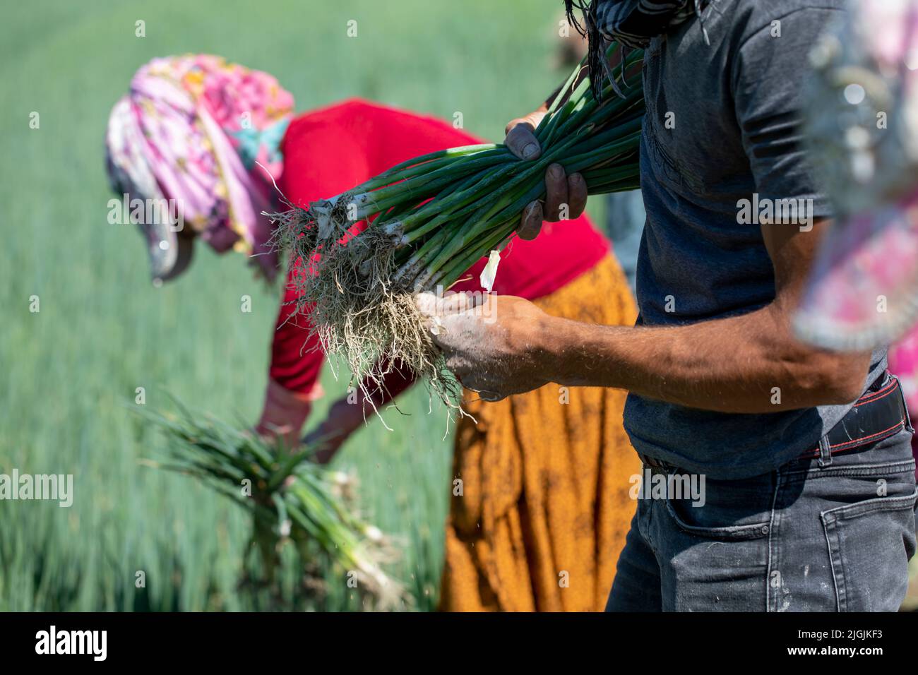 working on scallion plantation, harvesting organic vegetables Stock Photo