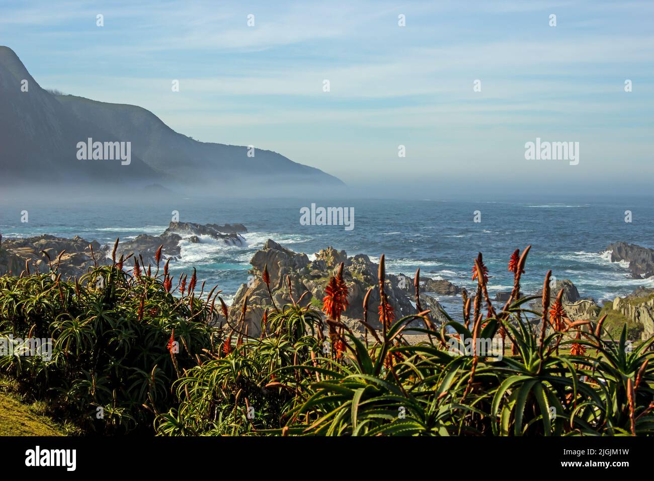 View were the Tsitsikamma Mountains meets the ocean, with the vibrant reddish-orange flowers of the Kranz Aloe in the Foreground Stock Photo
