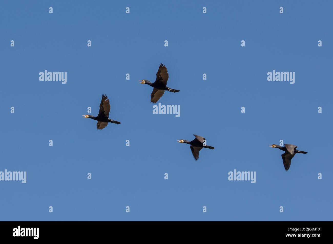 great cormorant flying at wild Stock Photo