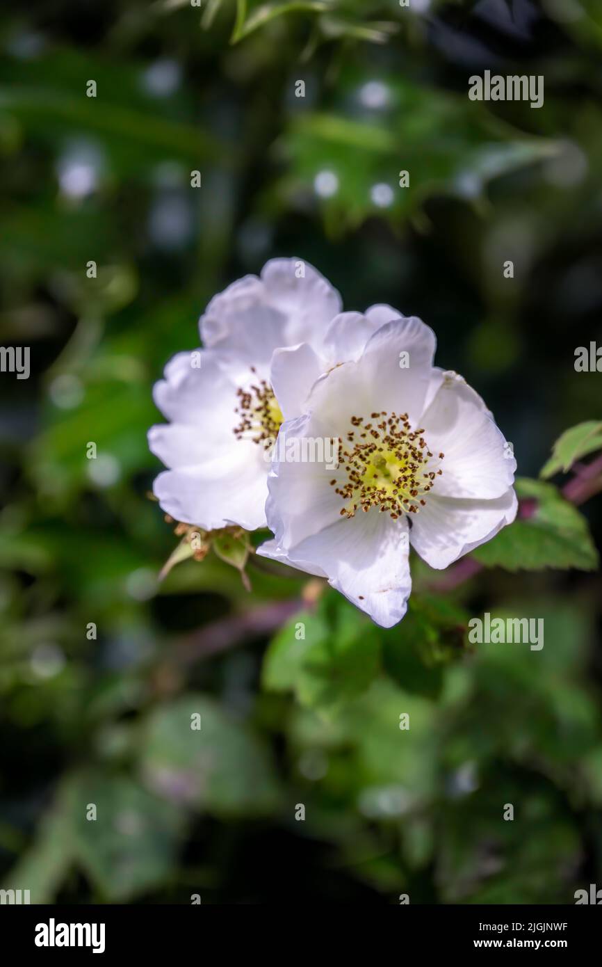 Close up of the field rose or Rosa arvensis Huds. in a hedge Stock Photo