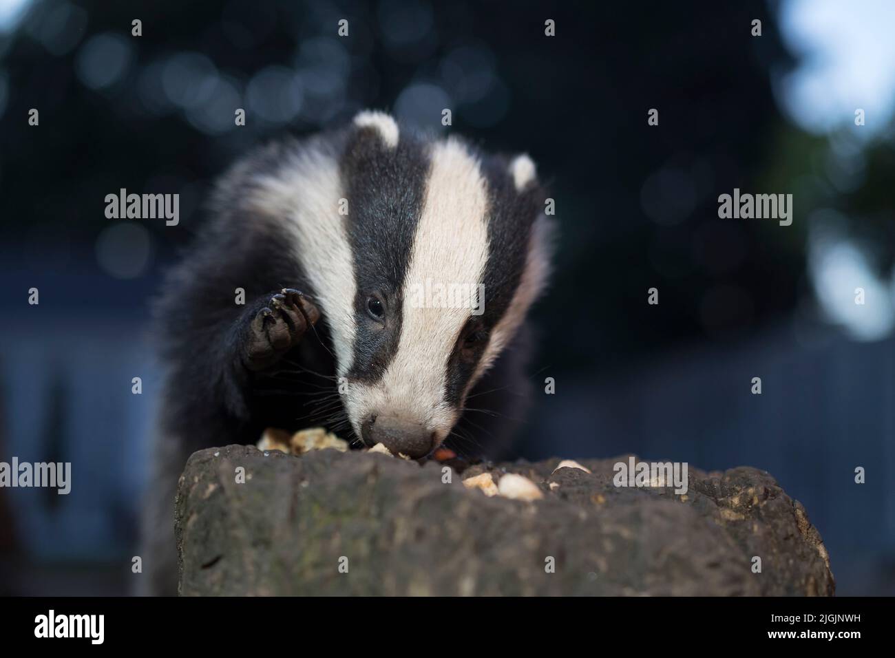 Close, front view of a baby badger cub (Meles meles) eating food on a log in a residential garden with his paw raised. Stock Photo