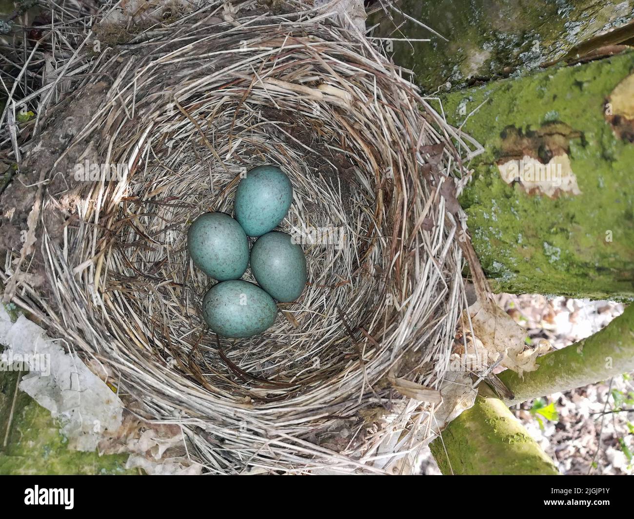 Black Bird Nest. Stock Photo