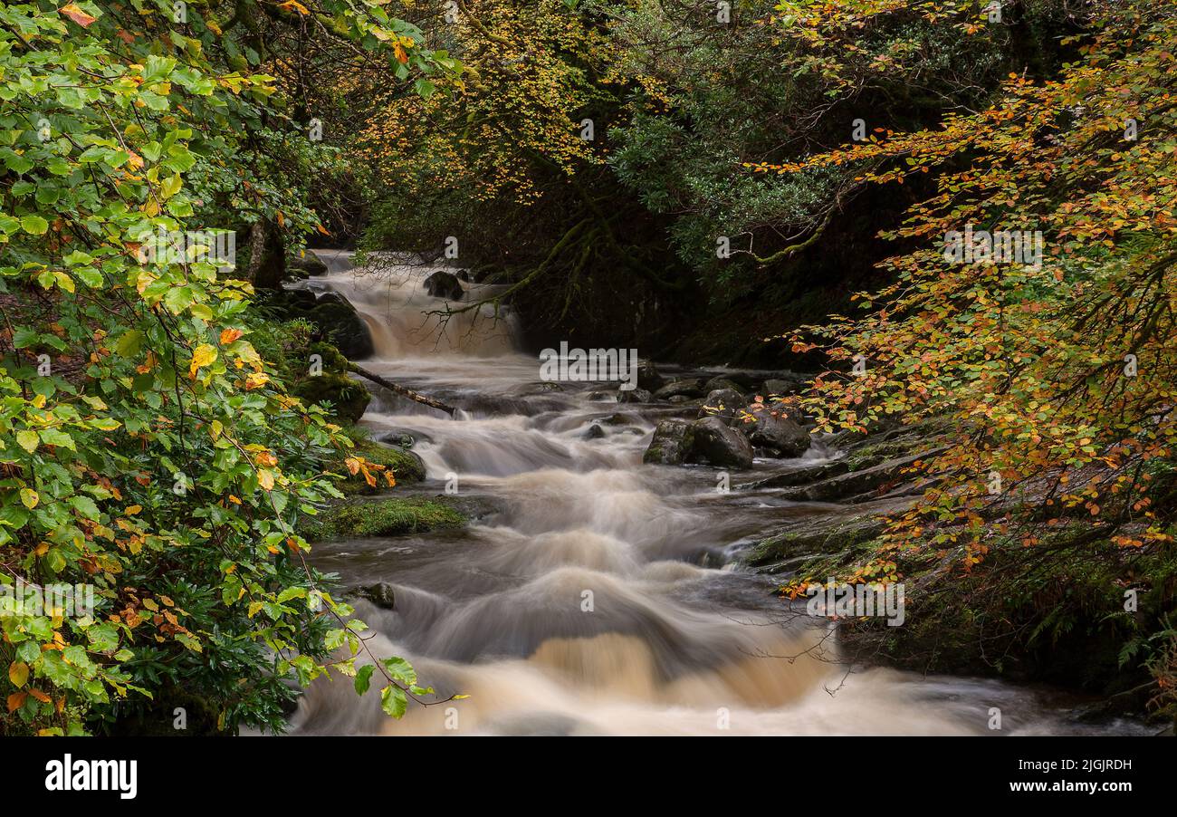 Owengarrif River in autumn, Killarney National Park, Co Kerry, Ireland Stock Photo