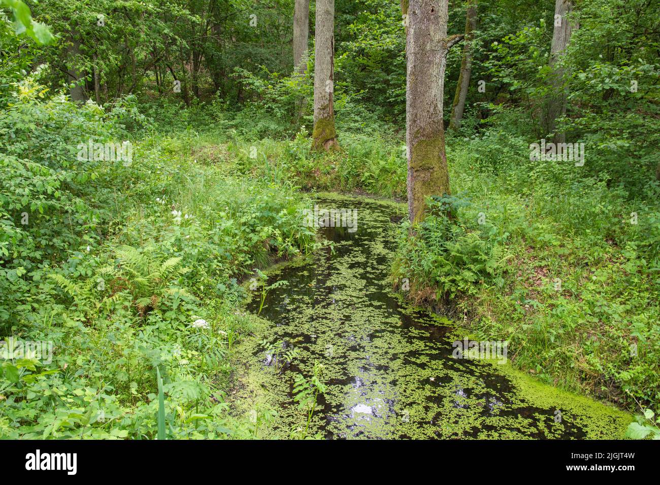 A stream overgrown with duckweed and grass in a dense, inaccessible forest on a hot summer day. Stock Photo