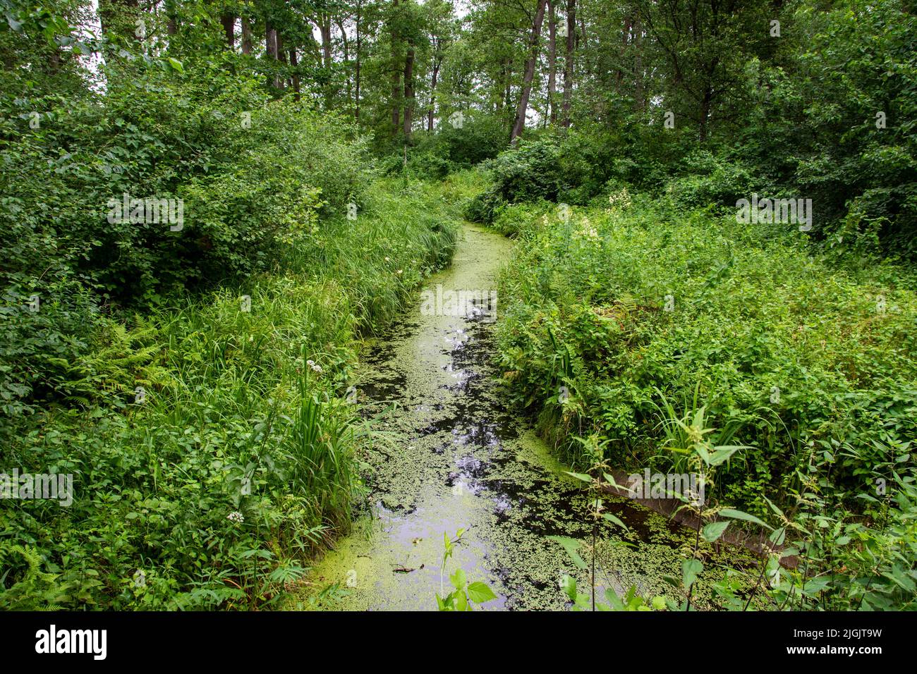 Forest Inaccessible A stream overgrown with duckweed and grass in a dense, inaccessible ...