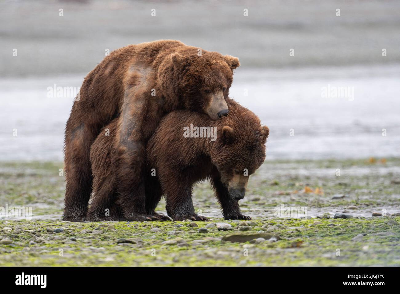 Alaskan brown bears mating along mud flats in McNeil River state game