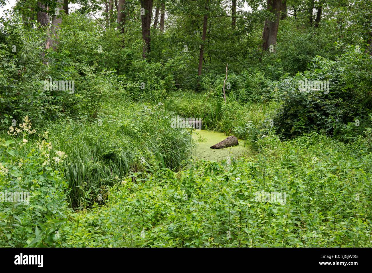 Forest Inaccessible A stream overgrown with duckweed and grass in a dense, inaccessible ...