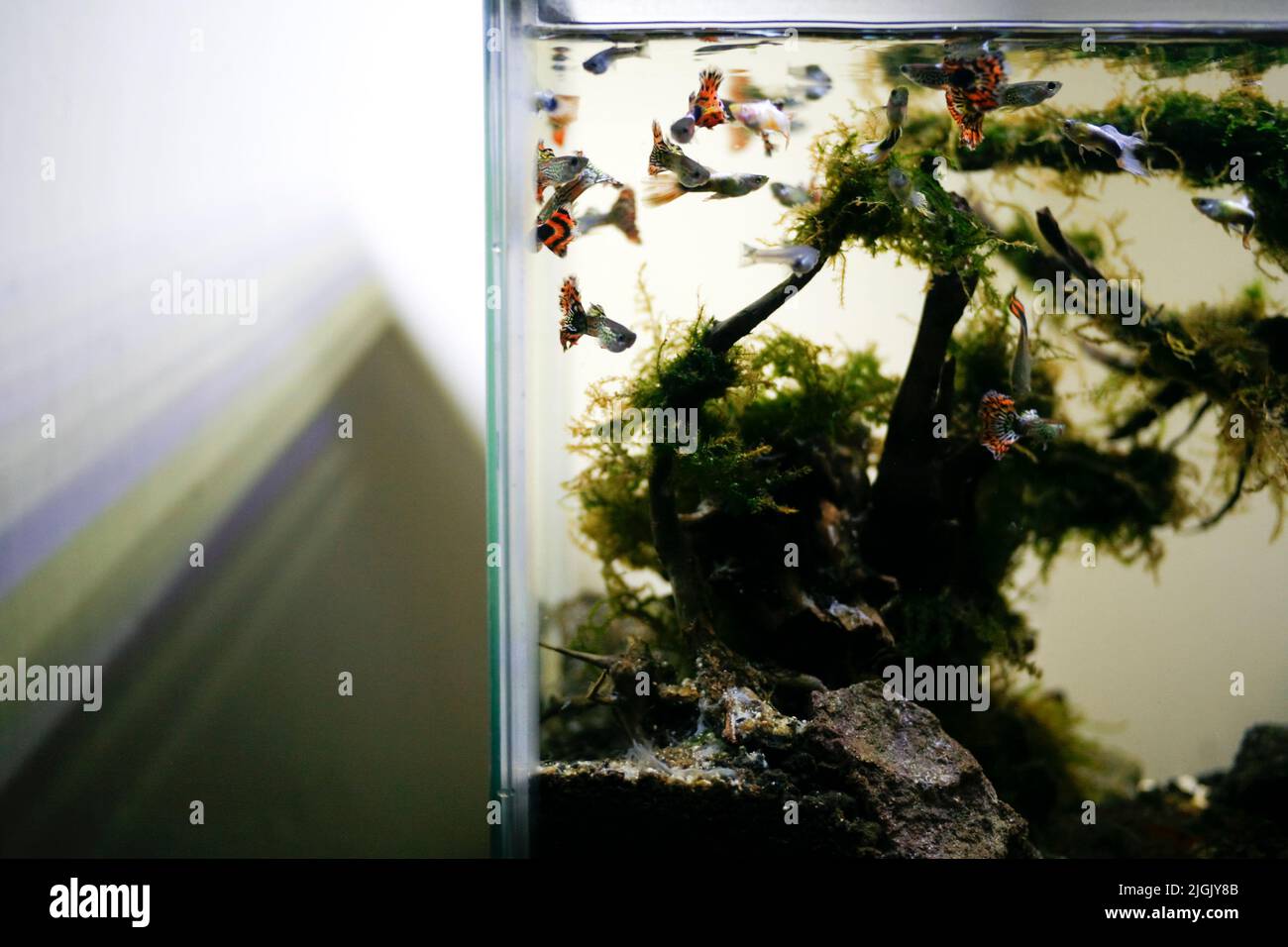 Tropical freshwater aquarium with fishes Stock Photo Alamy