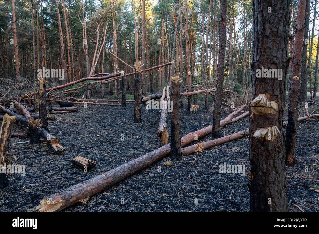Broken trees in woods after bombing or artillery fire. Rottweiler and ...