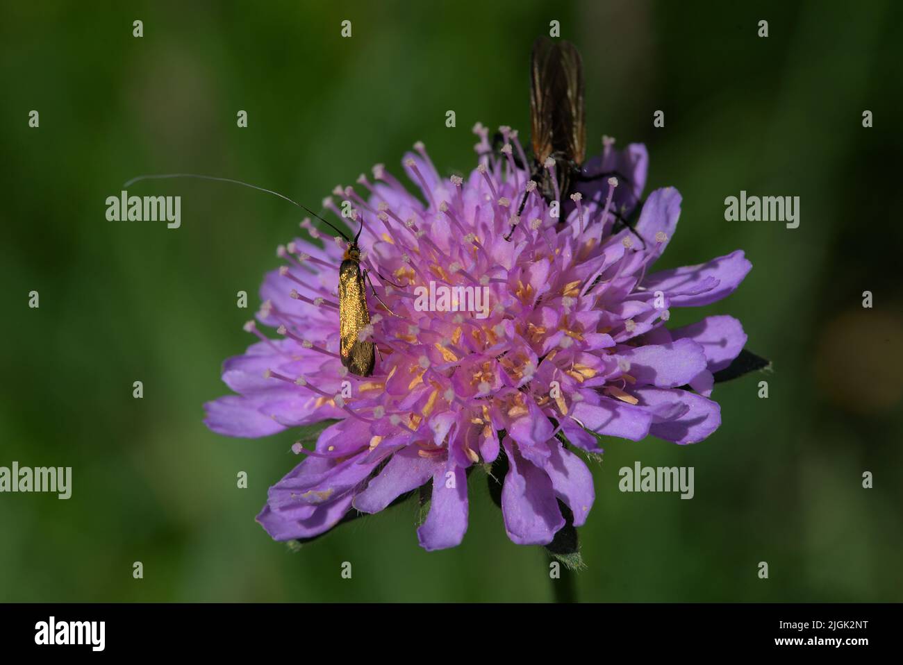 foraging insects on a pink meadow sucrose in close-up Stock Photo