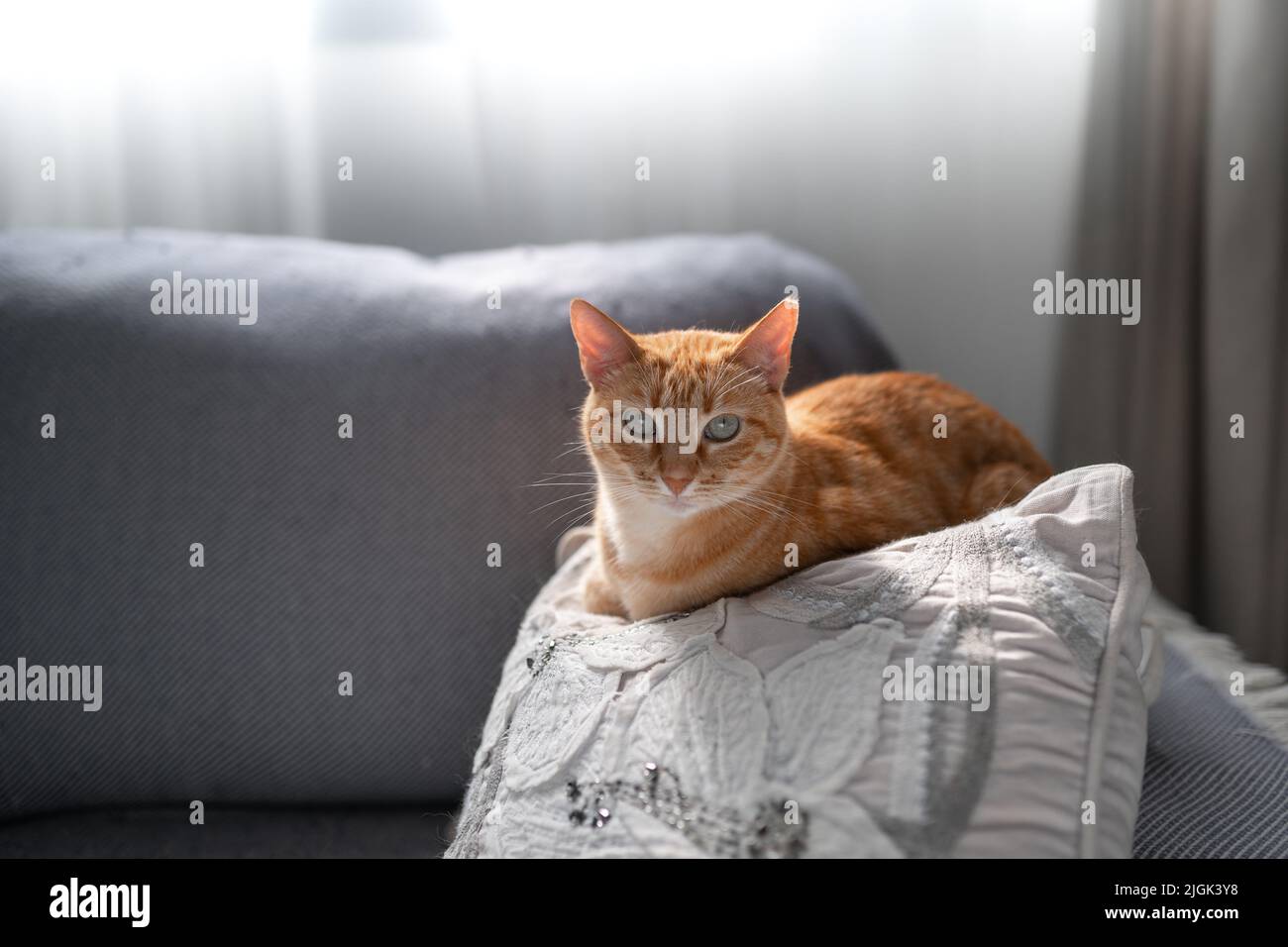 close up. brown tabby cat with green eyes lying on a sofa Stock Photo ...